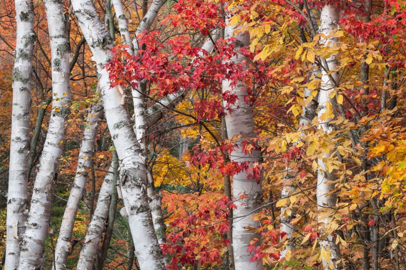 the low contrast light of an overcast day brings out the vivid red gold and yellow autumn colors of Paper Birch trees