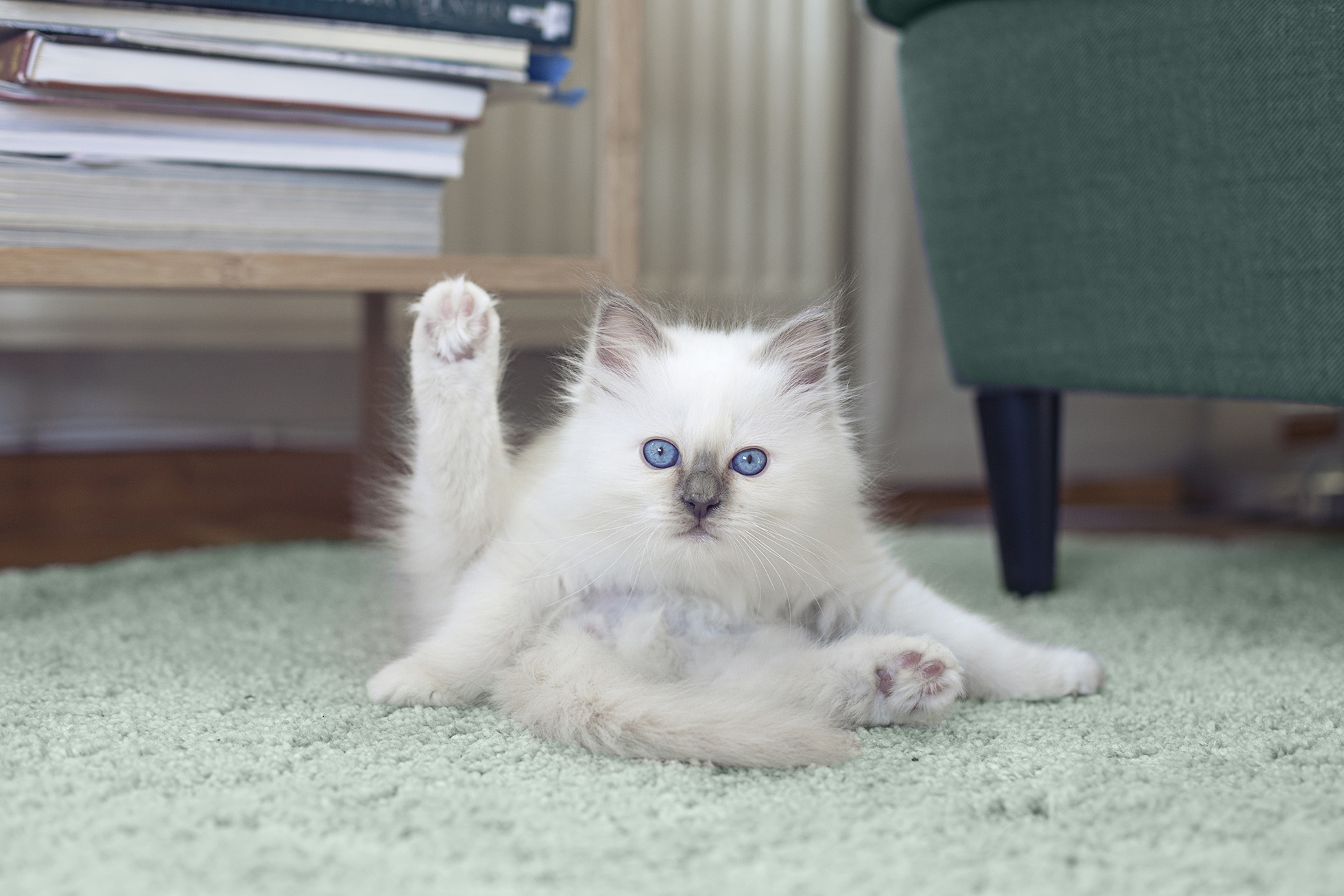 White kitten with blue eyes grooming self on green carpet