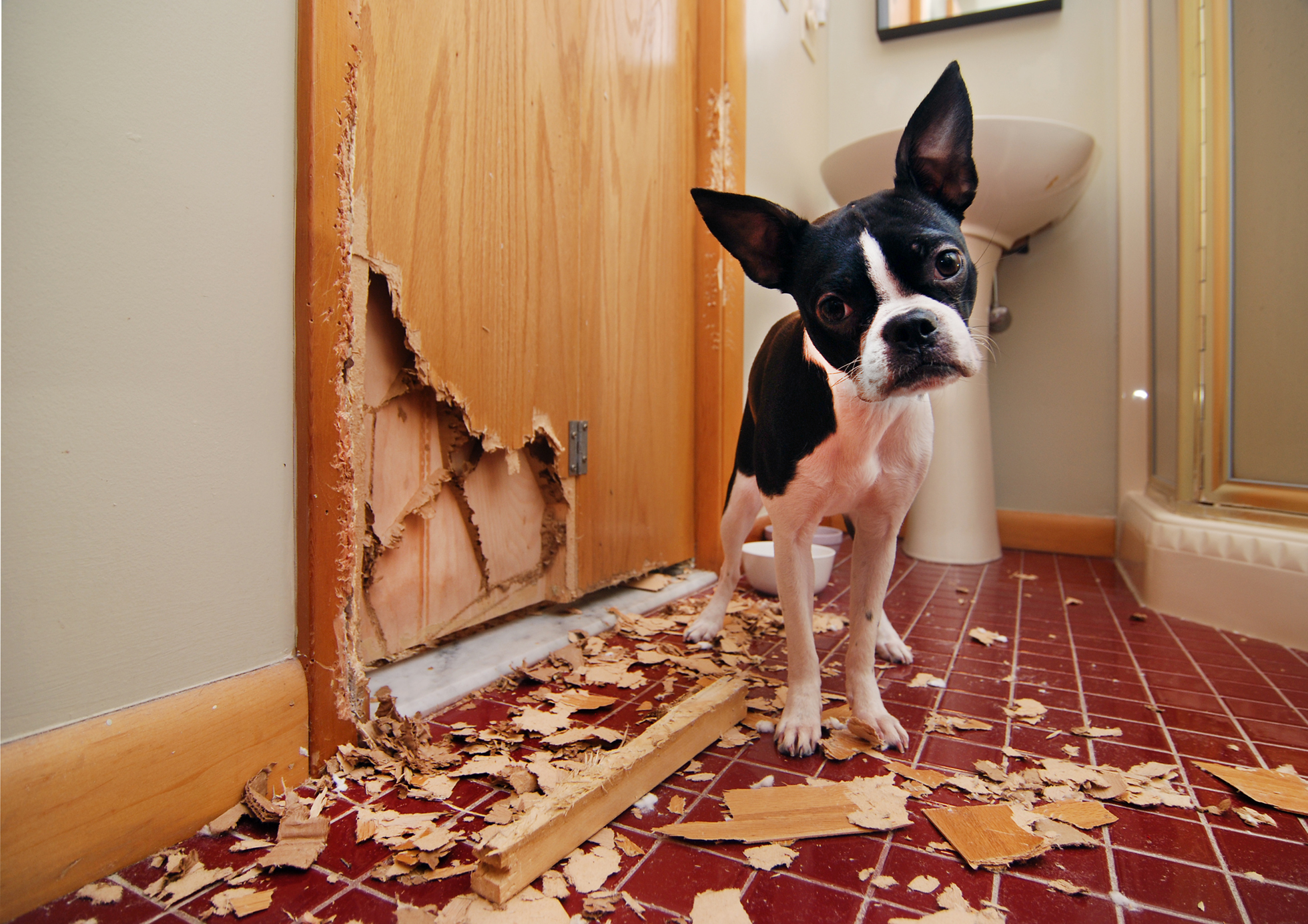 Black and white dog beside chewed up, clawed wooden door