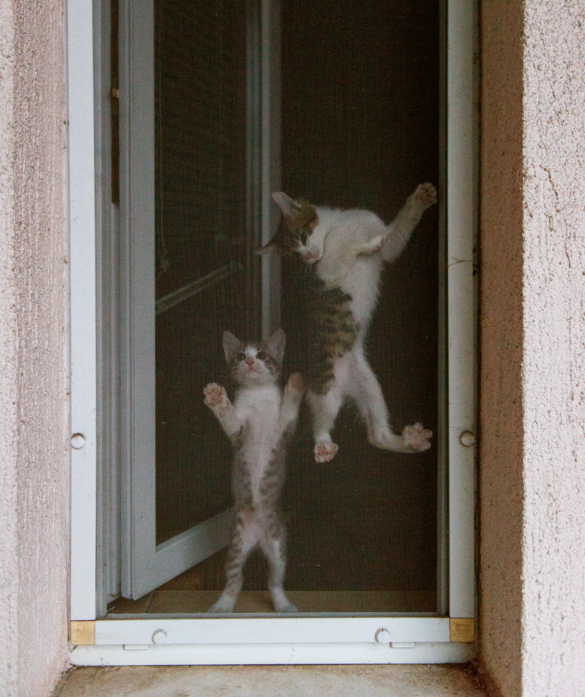 Two gray tabby kittens hanging from screen of open window