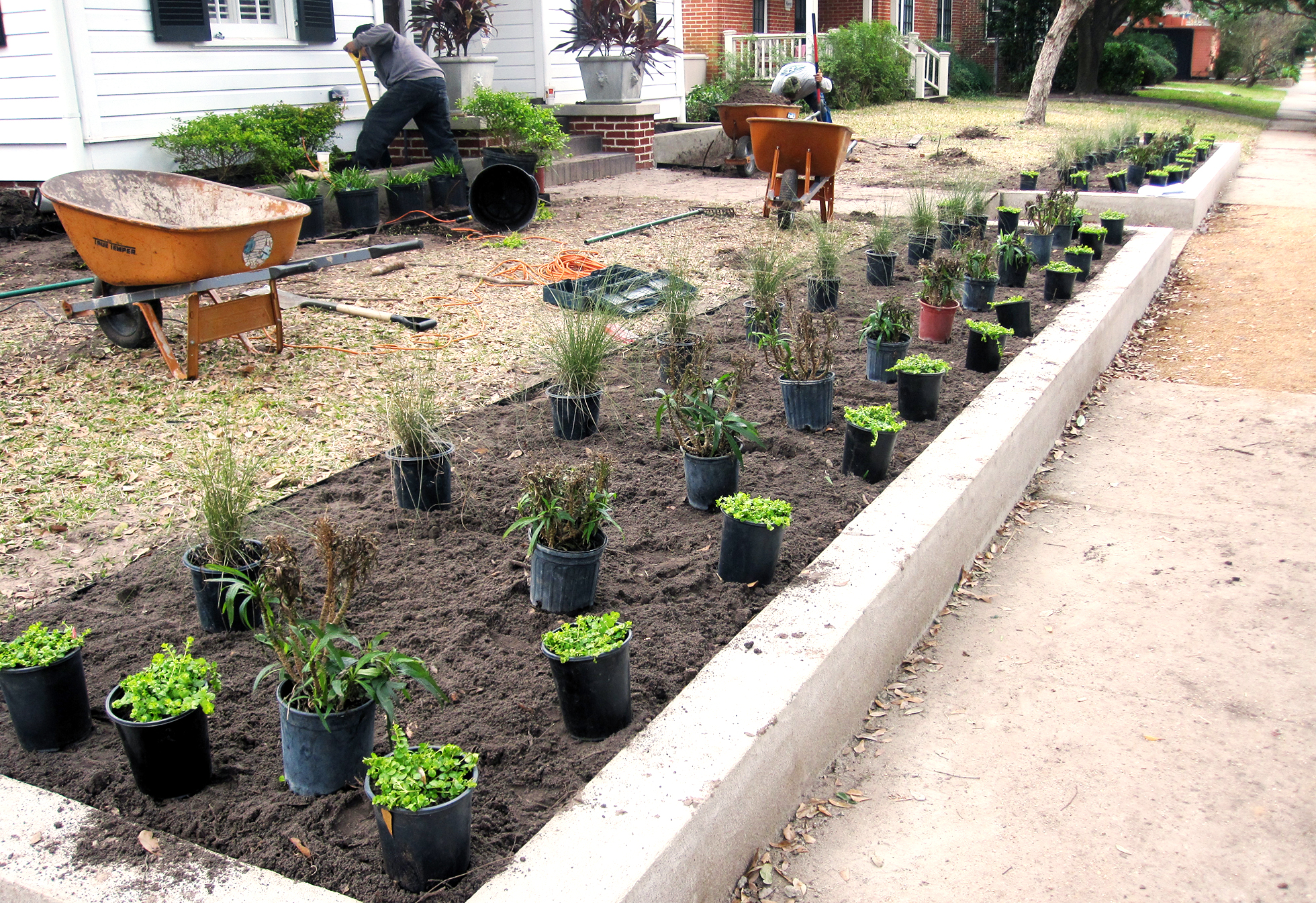 Landscapers planting in a front yard